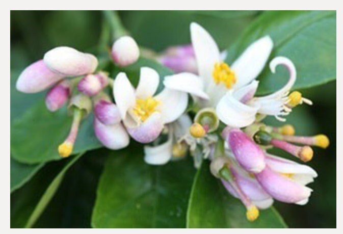 Solid Perfume  Organic Essential Oils Vegan Base Ylang Ylang Bergamot Neroli Sweet Orange Shea butter